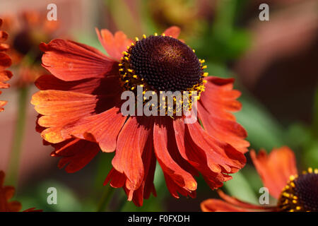 yellow orange flower of Helenium 'Moorheim Beauty' a perennial garden ornamental, Berkshire, July Stock Photo