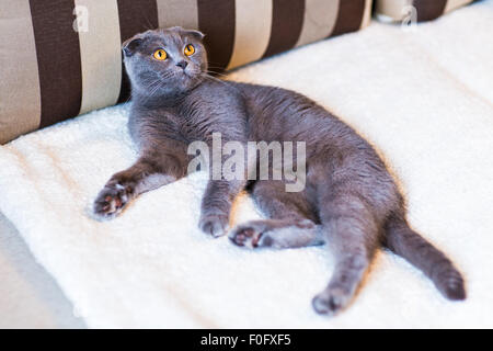 Scottish fold Stock Photo