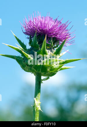 Mariendistel; Silybum; marianum; Distel; oelpflanze; Stock Photo