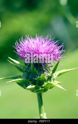 Mariendistel; Silybum; marianum; Distel; oelpflanze; Stock Photo