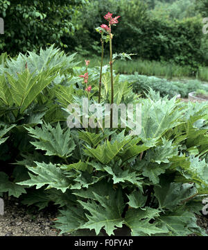 Medizinal Rhabarber, Medizinal-Rhabarber, Rheum palmatum, Stock Photo