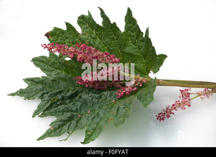 Medizinal Rhabarber, Medizinal-Rhabarber, Rheum palmatum, Stock Photo