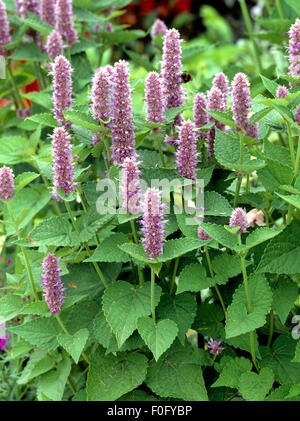 Mexikanische Minze; Agastache mexicana; Stock Photo