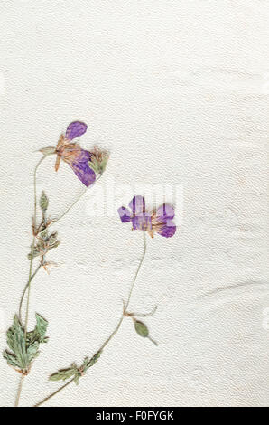 violet pancies on white background in herbarium Stock Photo