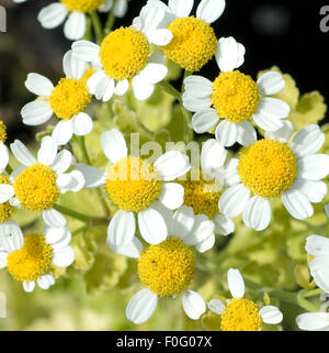 Mutterkraut; golden; Tanacetum parthenium Stock Photo