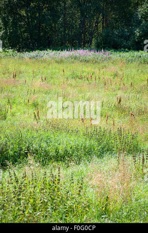 Green summer meadow with pink Fireweed flowers Epilobium angustifolium near Ostersund in Northern Sweden on a sunny summer day.. Stock Photo