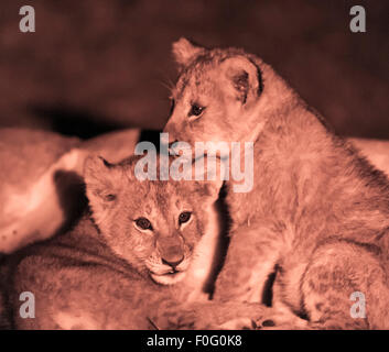 Lion cubs bonding at night Mara Naboisho conservancy Kenya Africa Stock Photo