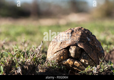 Portrait of leopard tortoise Mara Naboisho conservancy Kenya Africa Stock Photo