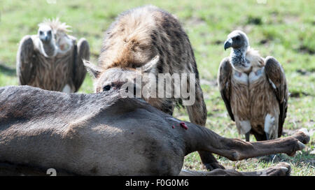 Spotted or laughing hyena feeding on a carcass with vultures in the background Masai Mara National Reserve Kenya Africa Stock Photo