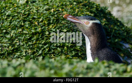 Adult yellow-eyed penguin portrait Enderby island New Zealand Stock Photo