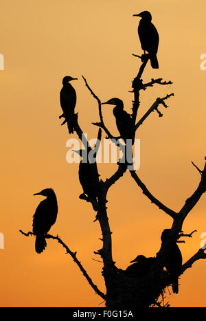Common / Great cormorant (Phalacrocorax carbo) in flight, Lake Kerkini ...