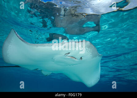 GREY STINRAY SWIMMING CLOSE TO SURFACE ON SUNLIGHT Stock Photo