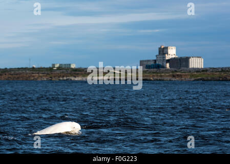 Beluga white whale in the Churchill river in Summer, Churchill, Manitoba, Canada Stock Photo