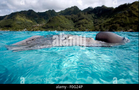 GREY STINRAY SWIMMING ON SURFACE WITH EYES OUT OF WATER Stock Photo
