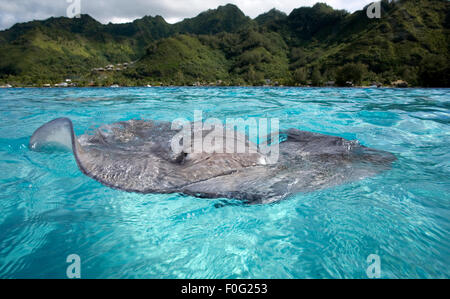 GREY STINGRAY SWIMMING ON SURFACE WITH EYES OUT OF WATER Stock Photo