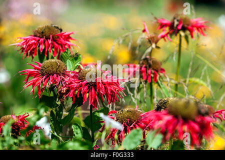 Monarda ' Gardenview Scarlet 'garden flower bed, Bergamot seedheads Stock Photo