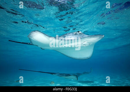 GREY STINGRAY SWIMMING CLOSE TO SURFACE ON BLUE WATER Stock Photo