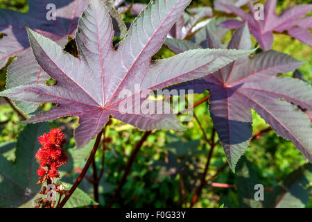 Castor oil plant, Ricinus communis, leaves, poisonous plant Stock Photo