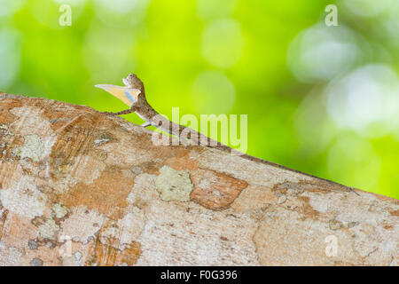 Spotted Flying Dragon on tree, Found in South Thailand Stock Photo