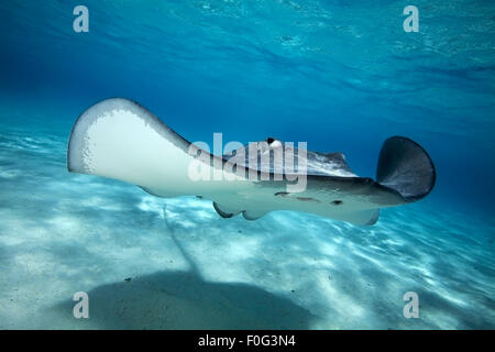GREY STINGRAY SWIMMING ON THE BLUE CLEAR WATER Stock Photo