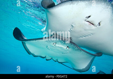 COUPLE OF GREY STINGRAY SWIMMING ON BLUE WATER Stock Photo
