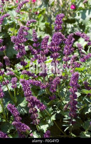 Quirlblaettriger Salbei, Salvia verticillata, Purple Rain, Heilpflanzen,  - Stock Photo
