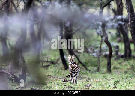 Portrait of serval cat Mara Naboisho conservancy Kenya Africa Stock Photo