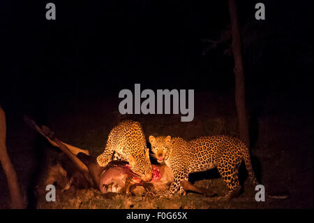 Adult male and female leopards feeding on carcass of animal at night Mara Naboisho conservancy Kenya Africa