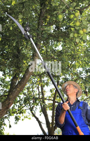 A Gardener doing Tree trimming in his garden Stock Photo