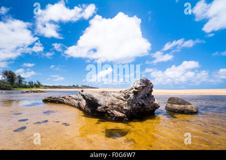 An old tree trunk lies in a shallow pool of seawater on a tropical shoreline in Hawaii Stock Photo