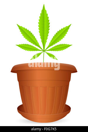 Flowerpot marijuana leaf on a white background. Vector illustration. Stock Photo