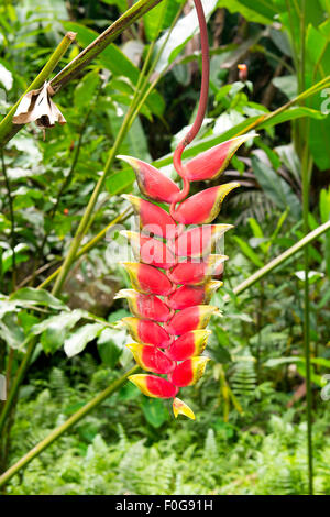 A lush, red Hawaiian tree-hanging flower called a lobster claw in a thick rainforest Stock Photo