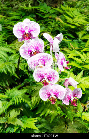 A row of purple orchids surrounded by vibrant ferns in a lush Hawaiian botanical garden Stock Photo