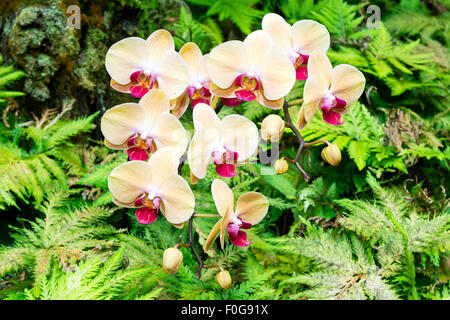 A bunch of yellow orchids surrounded by vibrant ferns in a lush Hawaiian botanical garden Stock Photo