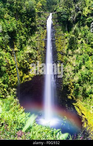 A towering Akaka Falls in Hilo, Hawaii cascades 400 feet to a natural pool, often seen with a rainbow when the mist is heavy and Stock Photo