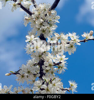 Schwarzdorn; Schlehen; Prunus; spinosa; Stock Photo