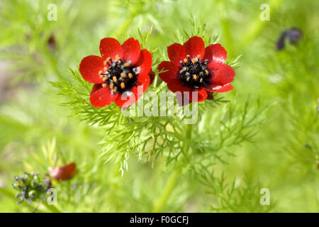 Sommeradonis, Adonis aestivalis, Adonisroeschen, Heilpflanzen, Stock Photo