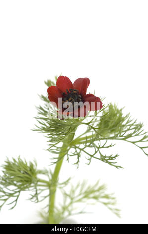 Sommeradonis, Adonis aestivalis, Adonisroeschen, Heilpflanzen, Stock Photo