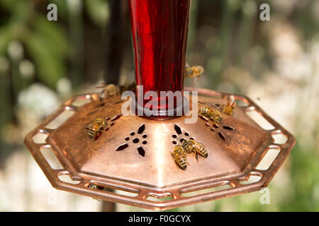 Honeybees drinking nectar from feeder. Stock Photo