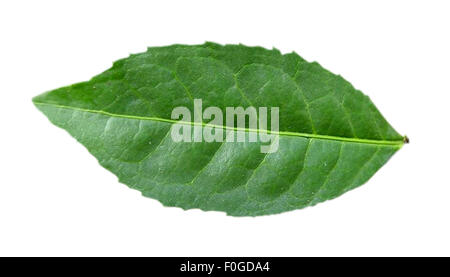 Teepflanze, Camellia sinensis, Blatt, Stock Photo