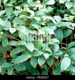 Teepflanze, Camellia sinensis, Stock Photo