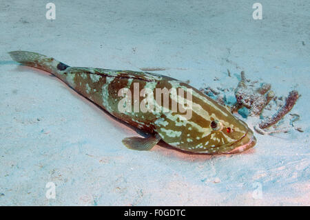 A Nassau Grouper rests in the sand in Little Cayman. Stock Photo