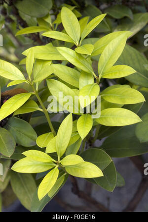 Wachsbaum; Afrikanisches Schoengift; Acokanthera oblongifolia Stock Photo