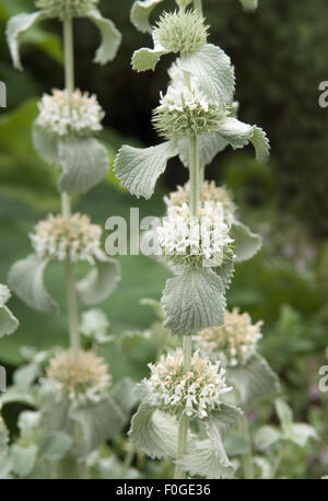 Weisser Andorn, Marrubium vulgare, Heilpflanzen, Stock Photo