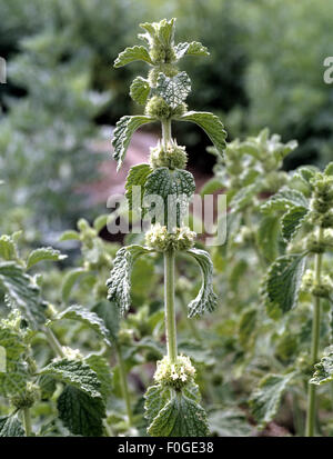 Weisser Andorn, Marrubium vulgare, Heilpflanzen, Stock Photo