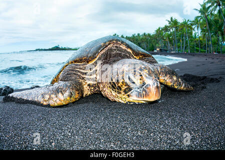 A giant green turtle on a Hawaiian black sand tropical beach crawling out of the water for a rest. Stock Photo