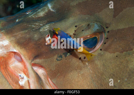 A Nassau Grouper being cleaned by a juvenile Spanish Hogfish in Little Cayman, Cayman Islands. Stock Photo
