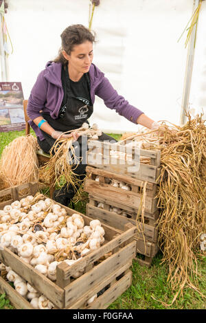 Newchurch, Isle of Wight, UK. 15th Aug, 2015. A woman strings garlic at the festival, the Island’s biggest summer food fair and entertainment event. The festival celebrates the famous garlic grown on the Island and other local foods, crafts, music and family entertainment. Credit: Julian Eales/Alamy Live News Stock Photo