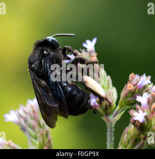 Carpenter bee on violet flower Stock Photo