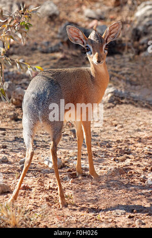 Small Dara dik-dik antelope (Madoqua kirkii), Etsosha National Park, Namibia Stock Photo
